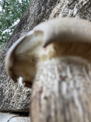 Agaricomycetidae