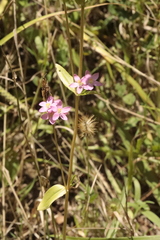 Centaurium