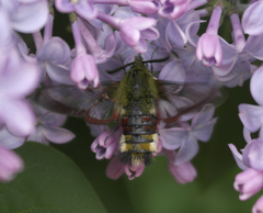 Hemaris fuciformis