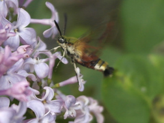 Hemaris fuciformis