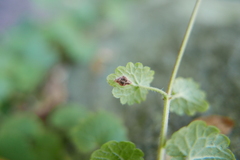 Puccinia glechomatis