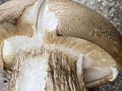 Agaricomycetidae