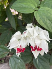 Clerodendrum