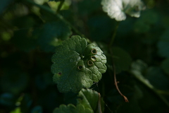 Rondaniola bursaria