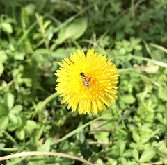 Episyrphus balteatus