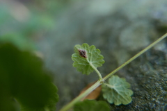 Puccinia glechomatis