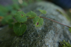 Puccinia glechomatis