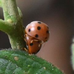 Henosepilachna argus