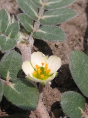 Kallstroemia