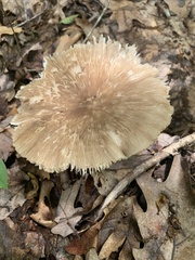 Megacollybia