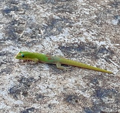 Phelsuma laticauda