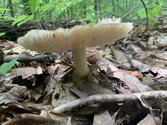 Megacollybia