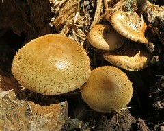 Pholiota squarrosa