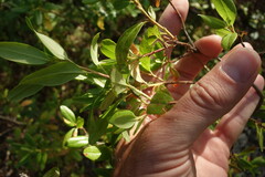 Rhododendron dauricum