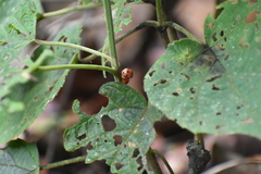 Henosepilachna argus