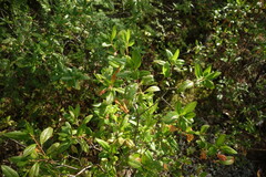 Rhododendron dauricum
