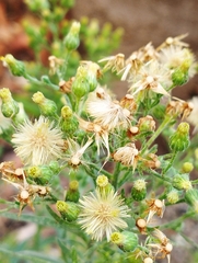 Erigeron sumatrensis