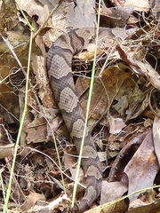 Agkistrodon contortrix