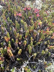 Cassiope tetragona