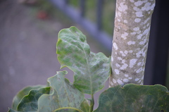 Erysiphe magnifica
