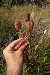 Lilium pensylvanicum