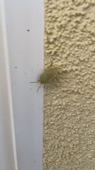 Chlorochroa