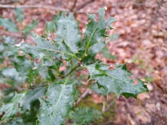 Ilex aquifolium