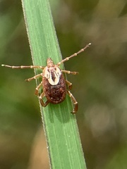 Amblyomma maculatum