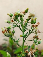 Erigeron sumatrensis
