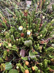 Cassiope tetragona