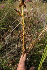 Lilium pensylvanicum