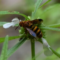 Phalerimeris phalerata