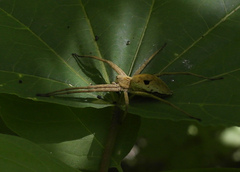 Pisaura