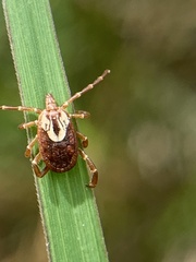 Amblyomma maculatum
