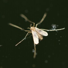 Phlebotominae