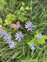 Symphyotrichum oolentangiense