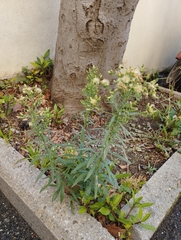 Erigeron sumatrensis
