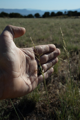 Sporobolus cryptandrus