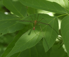 Nephrotoma ferruginea