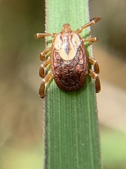 Amblyomma maculatum