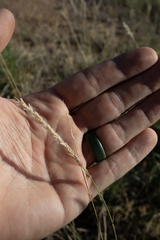 Sporobolus cryptandrus