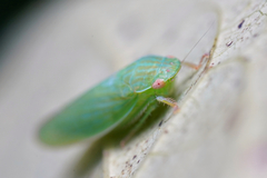 Gyponana