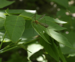 Nephrotoma ferruginea