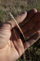 Sporobolus cryptandrus