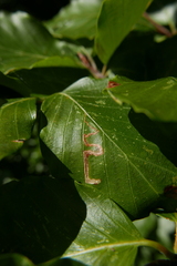 Stigmella tityrella