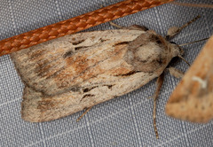 Setagrotis pallidicollis