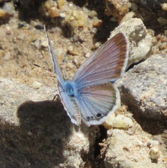 Echinargus isola