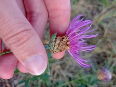 Centaurea jacea