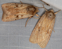 Setagrotis pallidicollis