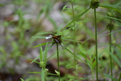 Phalerimeris phalerata